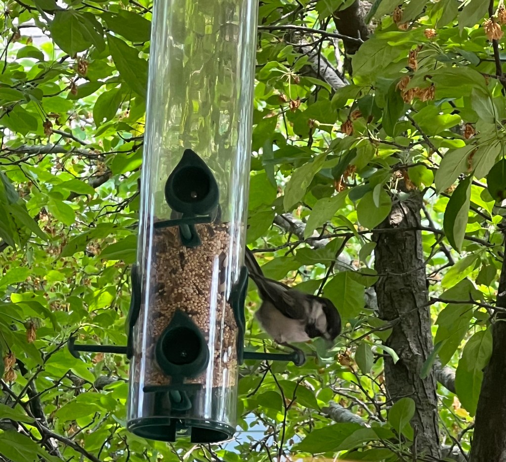 chickadee on a bird feeder